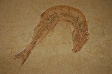 Leptolepis knorri, Solnhofen