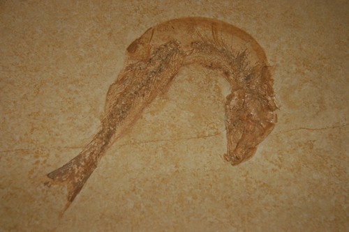 Leptolepis knorri solnhofen - knorri,,