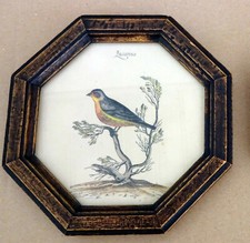 Vogel -Lucarino - kolorierter Kupferstich  im Achtkannt Rahmen 15,5 x 15,5 cm