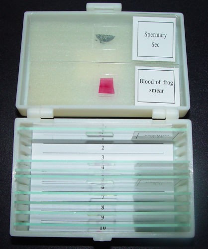 Prepared microscope slides - 10,