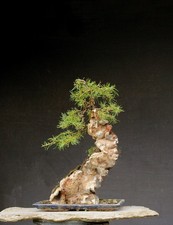 Bonsai outdoor winterhart
