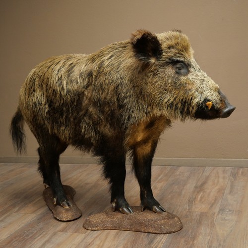 Wildschwein europäischer
