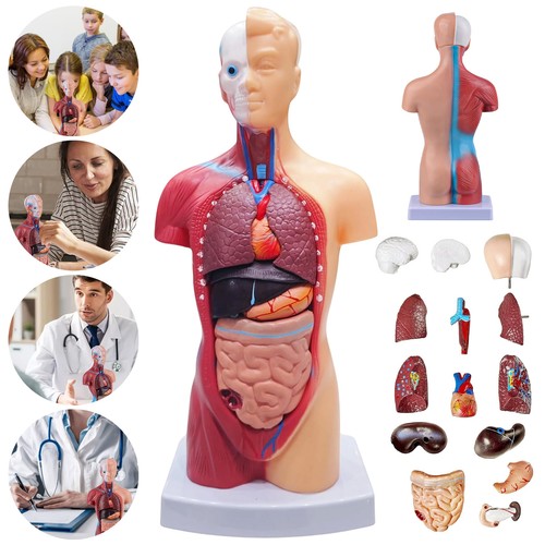 Torso herz anatomie und - torso,