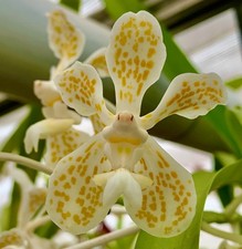 Vanda species albaform - vanda,