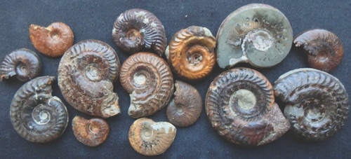Fossilien ammonit jura lias - fossilien,