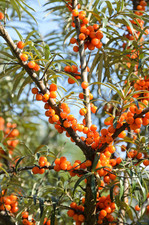 Sanddorn `Sirola´ (weiblich), 60-80cm im 5L-Topf