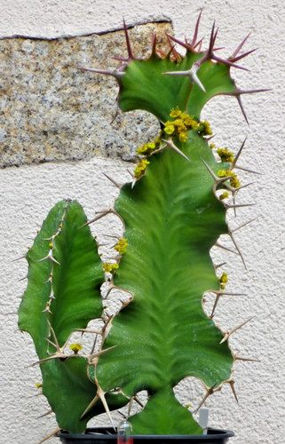 Euphorbia grandicornis