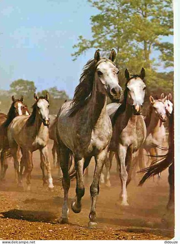 Tiere pferde araber - tiere,