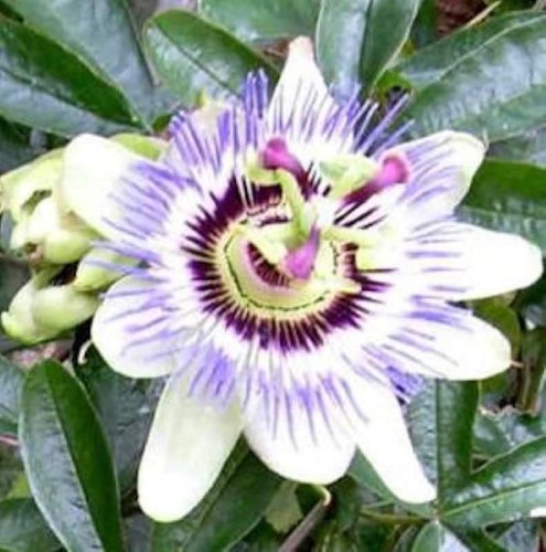 Passionsblume passiflora - passionsblume,