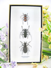 3x Long-horned Beetle -