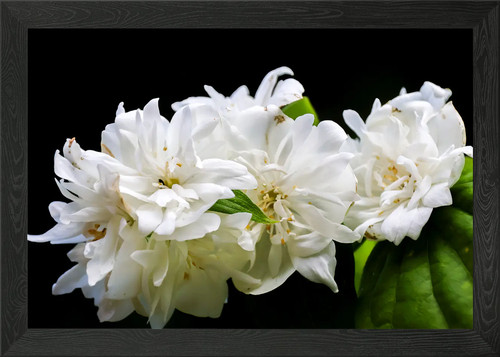 Philadelphius blumen gerahmtes - philadelphius,