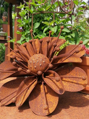 Edelrost blume sarah - blume,