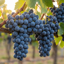 beliebte blaue Weintraube