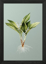 Maiglöckchen auf Minze