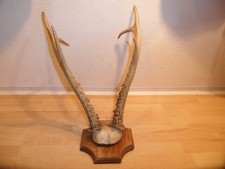 Reh Geweih Rehgeweih Rehbock