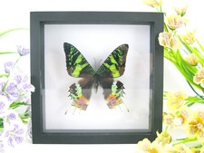 Madagascar Moth  wunderschöner präparierter Schmetterling in 3D, Museumsqualität