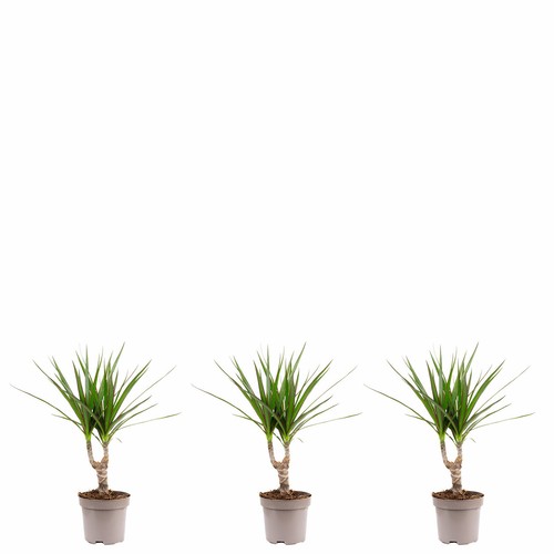 3er set drachenbaum höhe - 3er-set,
