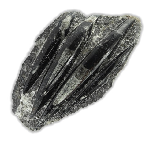 Fossile orthoceras platte - fossile,