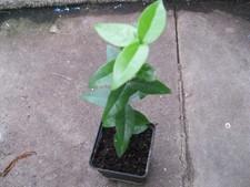 Surinamkirsche - Pitanga, Eugenia Uniflora, Kirschmyrte Jungpflanze