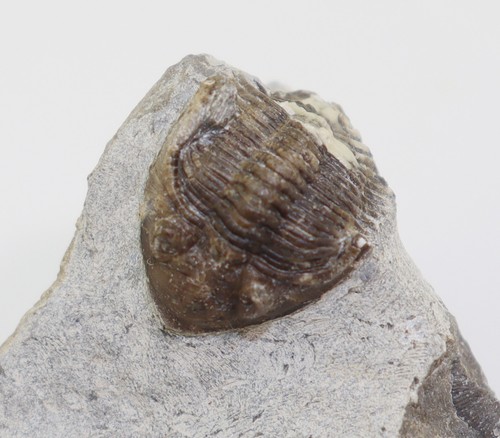 Trilobit neomethacantus - trilobit,,