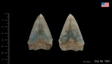 5 Fossil Great white Shark teeth / 5 fossile Zähne Weisser Hai
