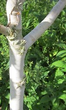 Auffällig: 30 Samen Weiße Himalaya-Birke (Betula utilis var. jacquemontii)