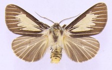 Spilosoma lutea f.zatima aus Deutschland