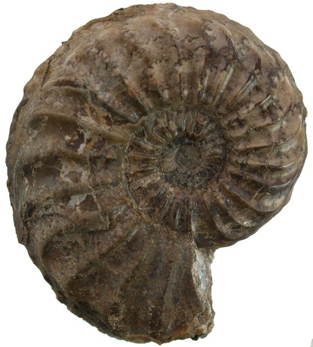 Lias pleuroceras transiens - ,