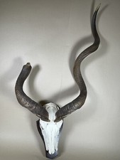 Kudu Antilope Skelett Geweih