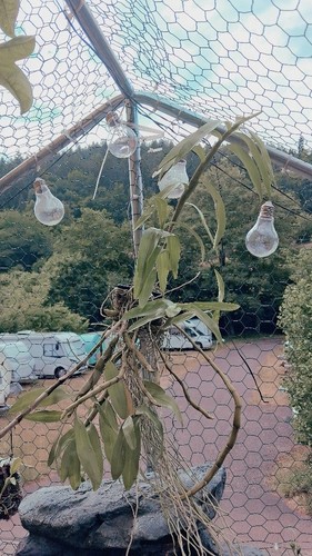 Dendrobium signatum orchidee - dendrobium, |