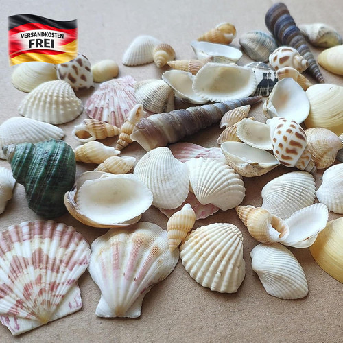 Naturmuscheln für