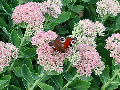 Fetthenne sedum getopft - fetthenne, sedum,