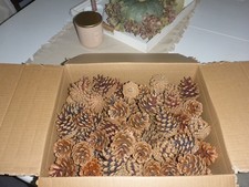  Kiefernzapfen .2025 .Tannenzapfen.Zapfen .Basteln .