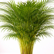 Areca palme 100 - areca, –