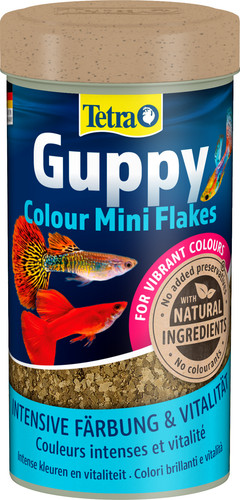 Tetra guppy colour mini - guppy,