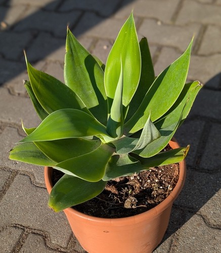 Agave attenuata - attenuata,
