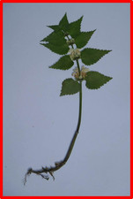 4 Pflanzen mit Wurzeln selbst