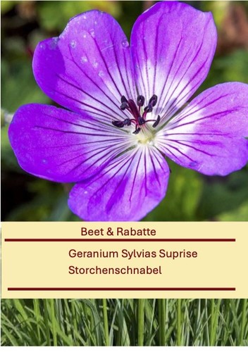 Geranium wallichianum