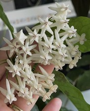 Hoya lockii wachsblume mit - hoya,