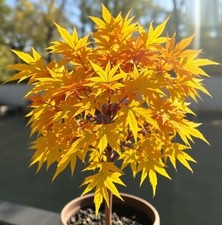 2 winterharter gelber Ahorn schnellwüchsige Bäume Pflanzen im für den Garten