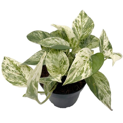 Epipremnum pinnatum snow - epipremnum, "snow
