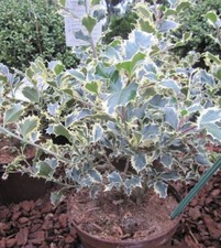 Weißbunte Stechpalme Silver