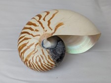 Echte Nautilus Muschel