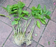 2 x Engelstrompete  Farbenroulette  gelb und oder rosa stark bewurzelte  Ableger