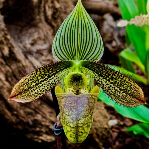 Paphiopedilum species - paphiopedilum,