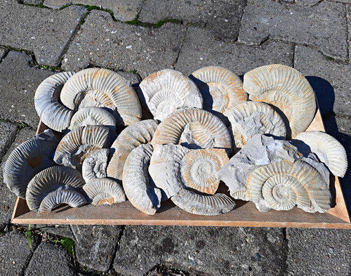 Ammoniten bruchstücke stk - ammoniten-bruchstücke, 20