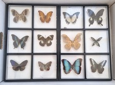 Schmetterlingssammlung