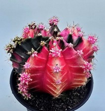 Schöner Ausgefallener