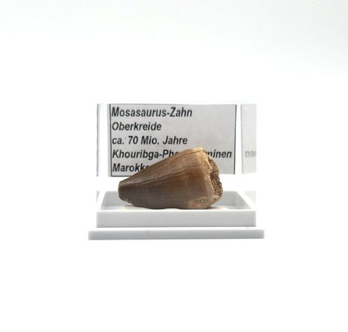Schöner mosasaurus zahn - 1,