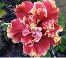 Hibiskus Edelreis Standing Ovation 